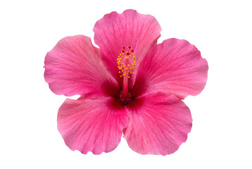 Vibrant Pink Hibiscus Blossom with Crimson Center © Reza