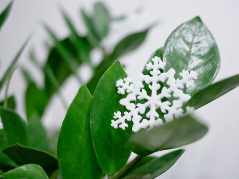 White snowflake ornament on glossy zamioculcas leaves. Winter holiday decoration combined with indoor plant care, seasonal greenery and houseplant wintering concept.