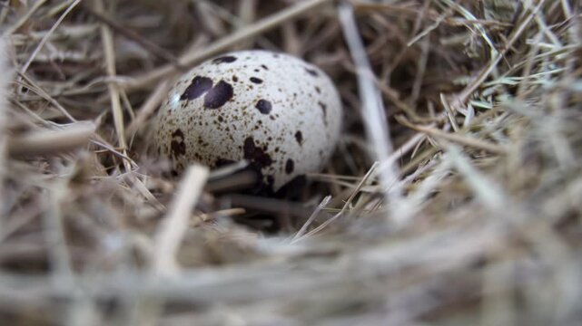 Spotted quail egg resting among dry grass and hay
