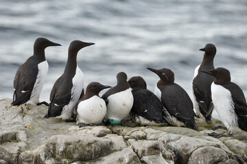 Guillemot de Troïl, © JAG IMAGES