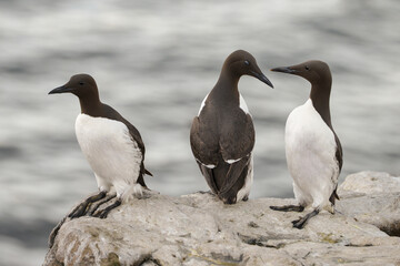 Guillemot de Troïl, © JAG IMAGES