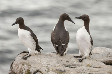 Guillemot de Troïl, © JAG IMAGES