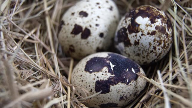 Quail eggs showing variation in spotted shell patterns