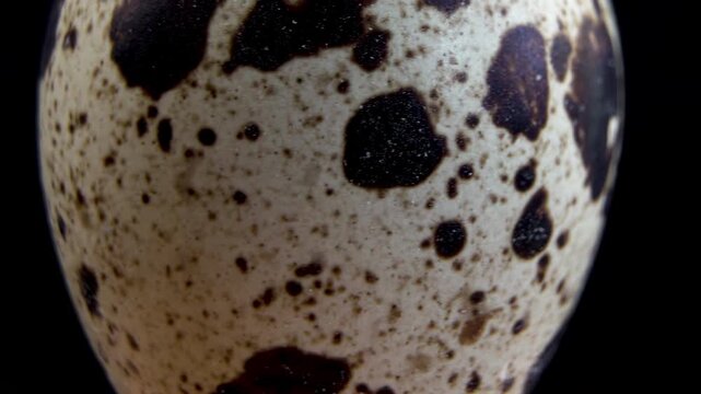 Quail eggshell pigmentation and brown spots, macro view