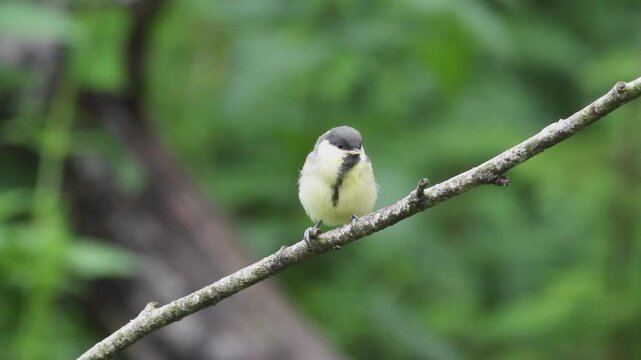 A young great tit bird perched on a thin tree branch in a lush green forest environment