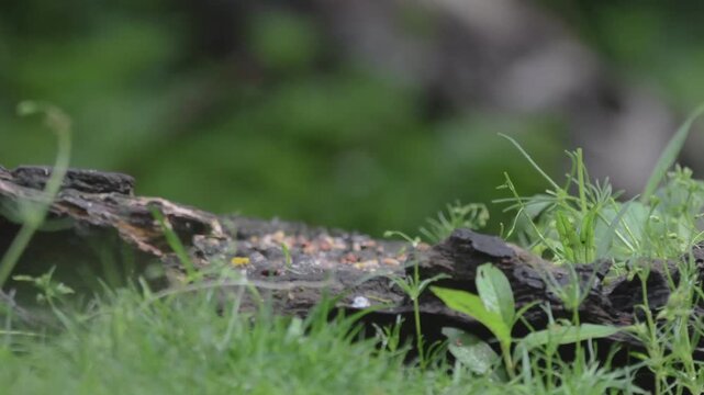 Small wild mouse foraging for seeds on a mossy log in a lush green forest environment setting