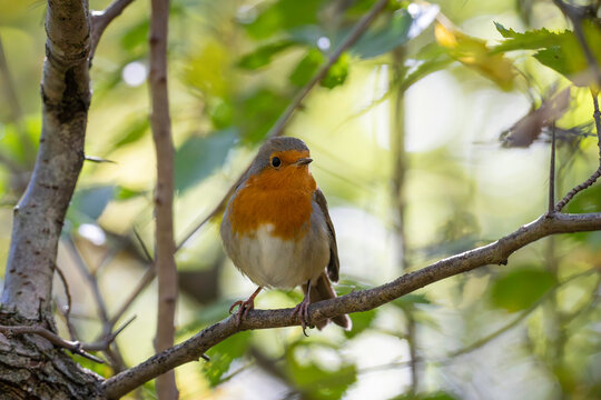 
A bright robin amidst orange autumn leaves