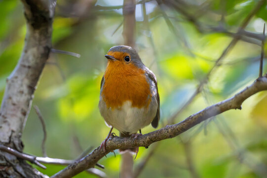 
A bright robin amidst orange autumn leaves