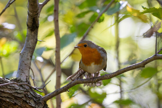 
A bright robin amidst orange autumn leaves