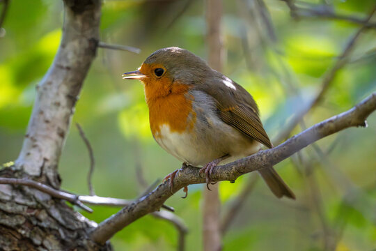 
A bright robin amidst orange autumn leaves