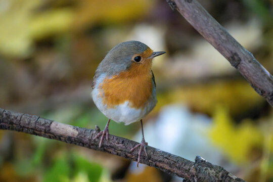 
A bright robin amidst orange autumn leaves