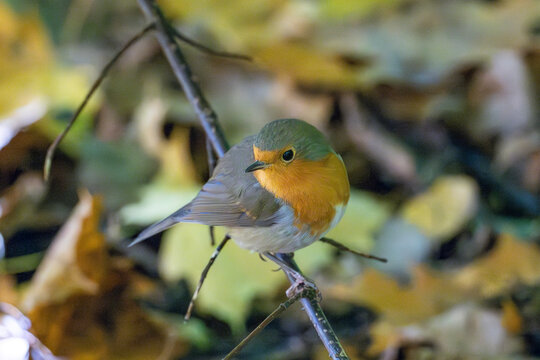 
A bright robin amidst orange autumn leaves