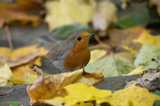 
A bright robin amidst orange autumn leaves