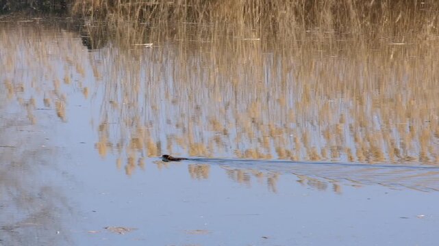 Muskrat swimming in calm lake water with reflection of dry reeds. Suitable for wildlife documentary layouts, nature backgrounds, zoology concepts, and designs with copy space.