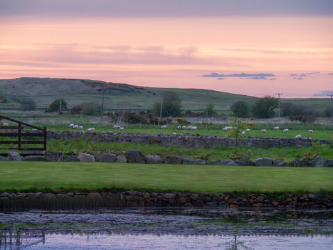 Landscape with grazing sheep at sunset, Aberdeenshire, Scotland