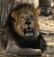 Black-maned Kalahari lion male lying at waterhole, Kgalagadi Transfrontier Park © Eddie