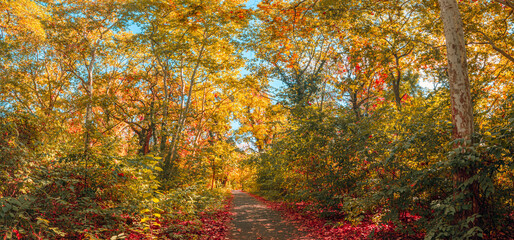Fototapeta premium Gorgeous autumn forest path panoramic winding golden fall foliage colorful trees woodland trail wide. Peaceful nature landscape scenery. Scenic hiking wanderlust seasonal print poster panoramic art