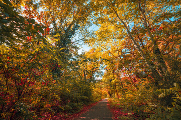 Fototapeta premium Radiant autumn forest glowing red orange fall leaves tall trees colorful woodland trail seasonal scenery. Peaceful nature landscape view. Serene hiking wellbeing crimson background wallpaper calm