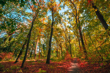Fototapeta premium Scenic autumn forest transition green golden foliage tall trees path early fall colorful leaves. Peaceful nature landscape view. Quiet hiking wellbeing seasonal woodland background wallpaper