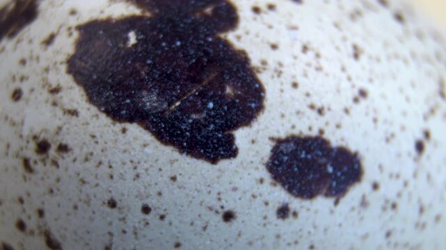 Quail Eggshell Pigmentation and Surface Texture, Extreme Macro