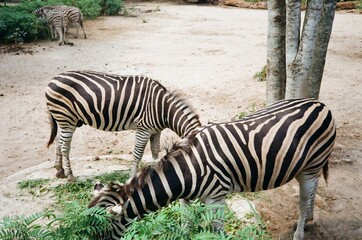 Zebras with black and white stripes eating leaves in nature park © 7July