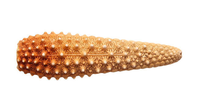 Textured sea urchin spine on white background, natural marine specimen, brown club sea urchin spine object