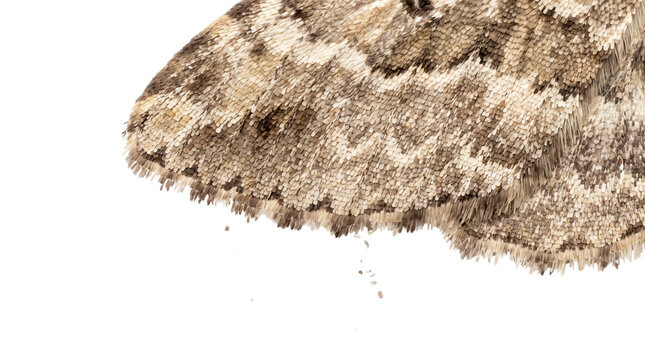 Macro moth wing texture closeup, detailed insect wing pattern on white background, brown camouflage moth wings texture