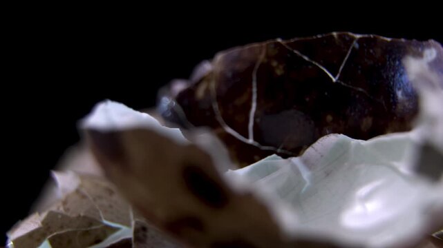 Broken Speckled Quail Eggshell Fragments on Black Background
