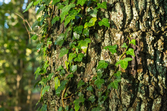 Close view of ivy climbing on the bark of a tree in a forest during daylight hours