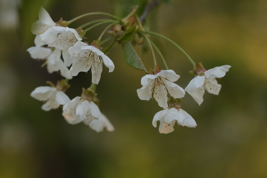 fiori di ciliegio in primavera al tramonto