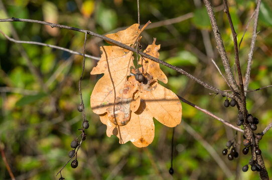 Dry autumn leaves hanging on branches in a forest during daytime
