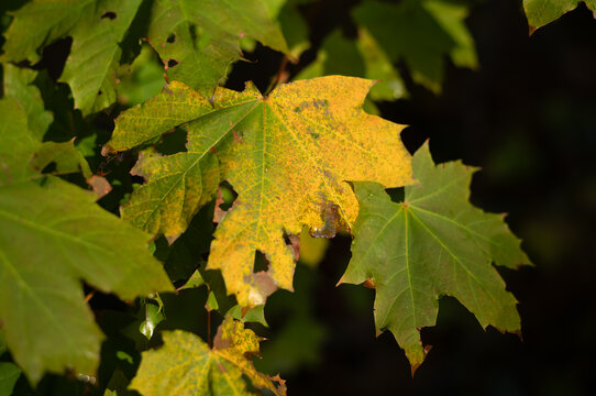 Leaves changing color in a natural setting during autumn season