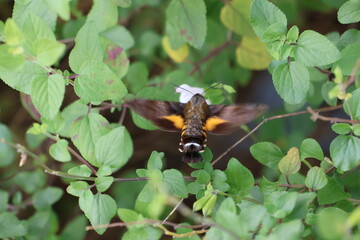 A hummingbird moth sipping nectar from a white flower © Mt. Cape