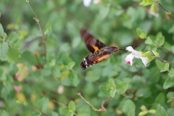 A hummingbird moth sipping nectar from a white flower © Mt. Cape