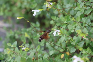 A hummingbird moth sipping nectar from a white flower © Mt. Cape