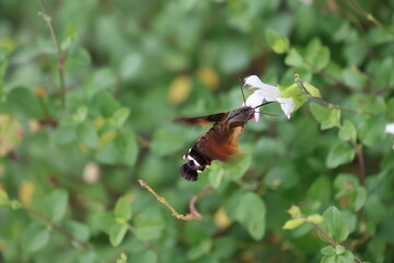 A hummingbird moth sipping nectar from a white flower © Mt. Cape