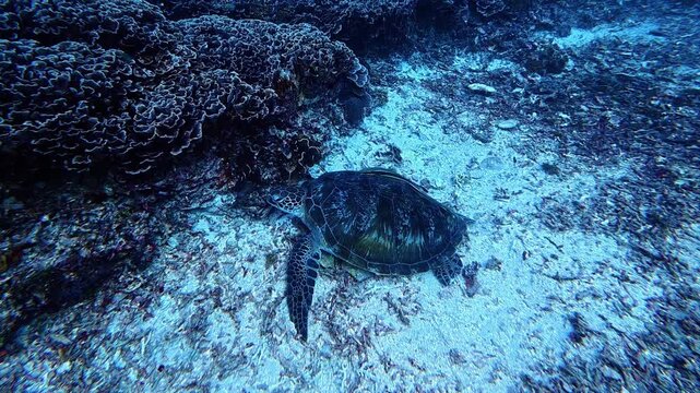 Underwater footage from Indonesia features a green sea turtle navigating textured coral and fine sand; a remora hitches a ride, highlighting the marine symbiosis in cool blue tones