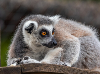 Lemur © Azathoth Pics