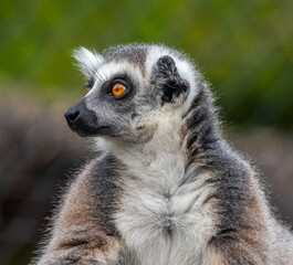 Lemur © Azathoth Pics