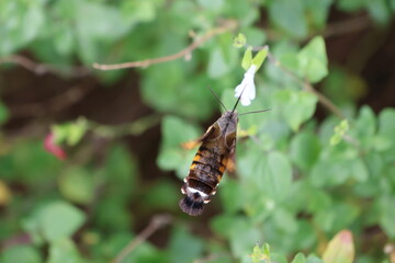 A hummingbird moth sipping nectar from a white flower © Mt. Cape
