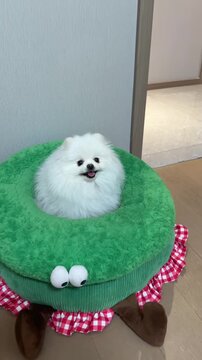 Happy fluffy Pomeranian puppy running towards a cute plush pet bed