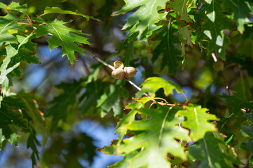 Close-up of acorns among oak leaves on the branch in warm sunlight.  © Christina