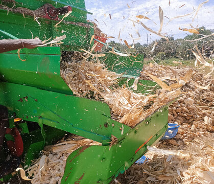 Indian farmers operate a mechanical thresher to separate corn kernels, throwing up a large cloud of dry husks onto massive heaps in an open field.