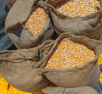 Rows of filled burlap gunny sacks sit open, packed to the brim with freshly harvested yellow corn kernels ready for final weighing and market distribution.