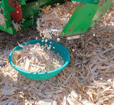 A blue basket catches mixed corn cobs and debris directly from the thresher's outlet chute, capturing leftover agricultural waste.