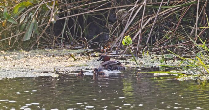 Little grebe family with chicks swimming in pond, Tachybaptus ruficollis parental behavior, wetland nature background, wildlife documentary, slow motion.