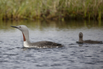 A red-throated loon with chicks swims on a lake, Arctic, Russia. © Shchipkova Elena