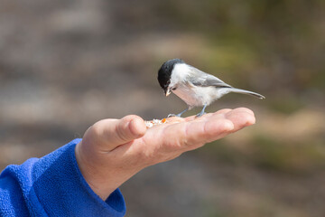 A titmouse sits on a hand and pecks sunflower seeds. Close-up © Shchipkova Elena