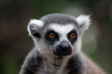 Obraz premium A portrait of a lemur against a green background, close‑up