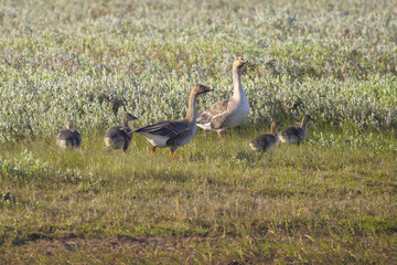 A family of Taiga bean geese with their goslings walks along a riverbank. Yakutia, Russia © Shchipkova Elena